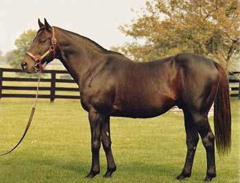 SEATTLE SLEW