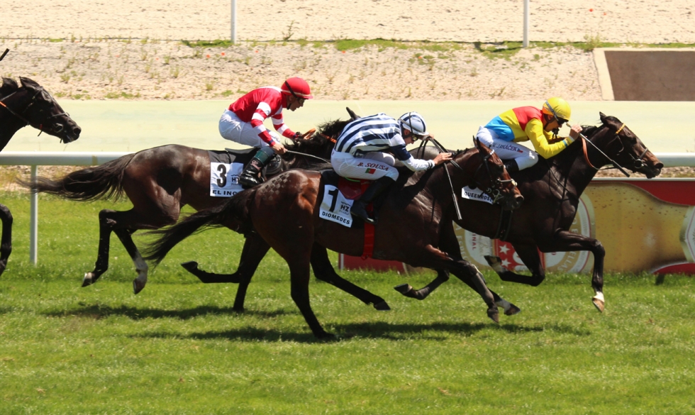 Queenrose (V.Janacek) se impone enel Gp Nacional. Foto: A Galopar - Hz Queenrose. Foto: