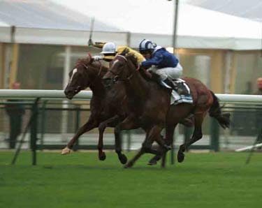 ALBARAHIN un caballo asombroso . Foto: Bancroft Photograsphy