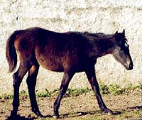 Síntomas de EGUS en foal. (*)