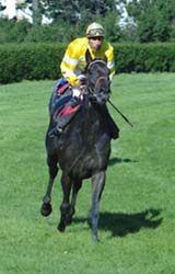 SOMO, ganador de la 1ª carrera de la tarde. Un prometedor tres años que barrió a sus enemigos. Foto: EquipoZoom.