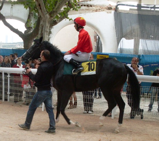 Rayo Negro Foto: Shergar