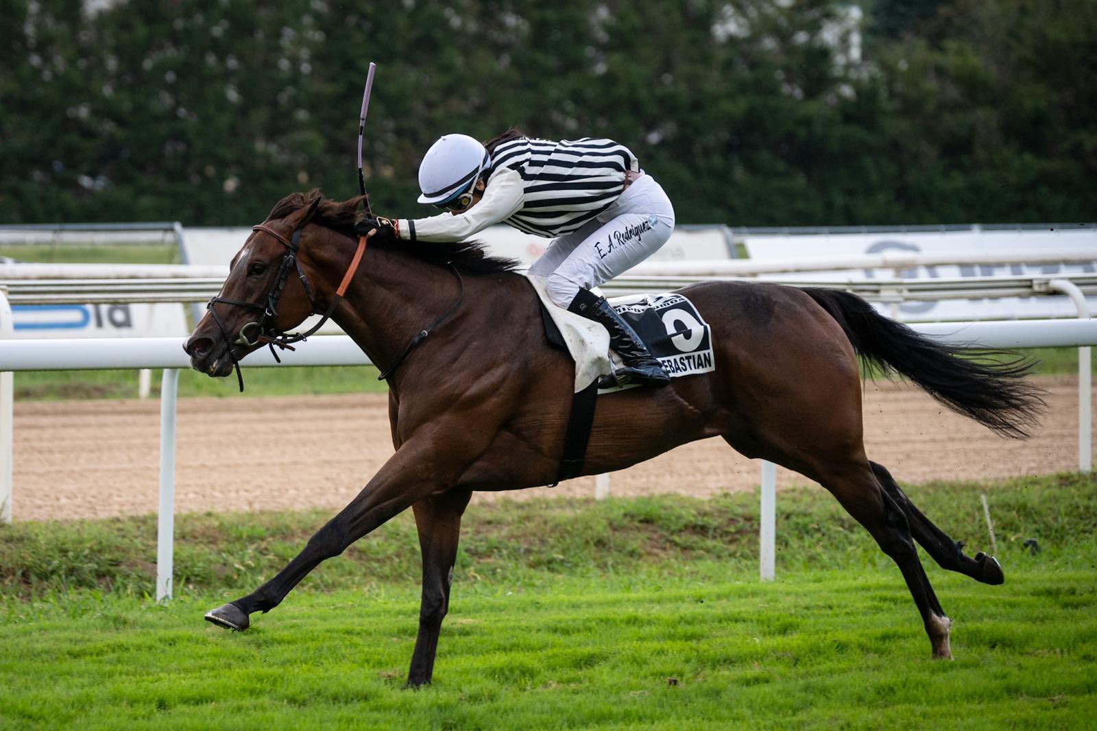 VAMOS NIÑO (E.Rodriguez), ganador del Gran Premio Gobierno Vasco. Foto: Hipodromoa VAMOS NIÑO. Foto:
