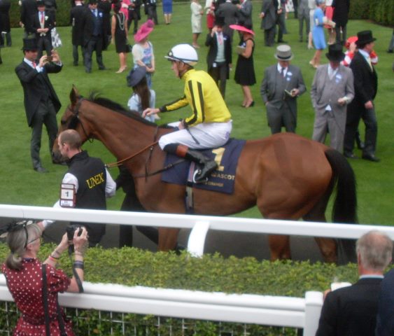 Big Orange (J.,Doyle) ganador de la Gold Cup 2017. Foto: Pedro Mercado Big Orange. Foto: