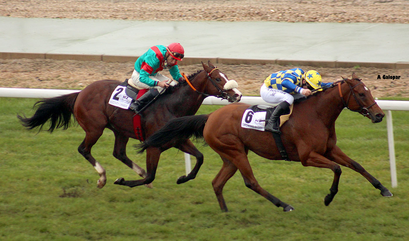 Growing Glory (S. Pasquier). Foto: A Galopar Growing Glory. Foto:
