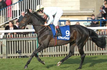 Antiguo caballo de Lord Weinstock, SNOW RIDGE (9/1) será el abanderado de Godolphin. Foto: Jesús de Miguel