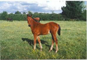 SUNLINE, de foal