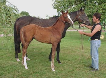 TERESA con su foal macho de C. Collins