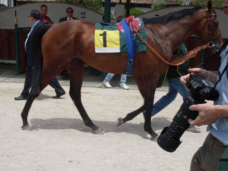 Domeside saliendo del ensilladero en el dia del Derby Foto: Shergar
