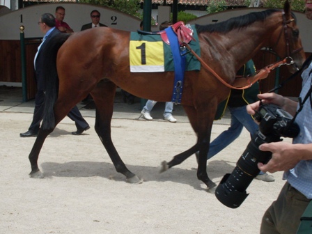 Domeside saliendo del ensilladero  en el dia del Derby Foto: Shergar