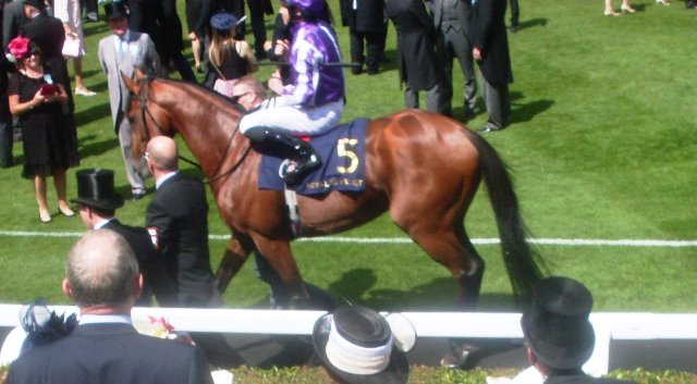 Japan derrota a los caballos de más edad en el International. Foto: Pedro Mercado Japan. Foto: