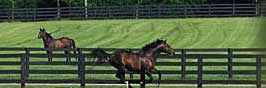 Lane’s End Farm, la famosa yeguada con base en Kentucky