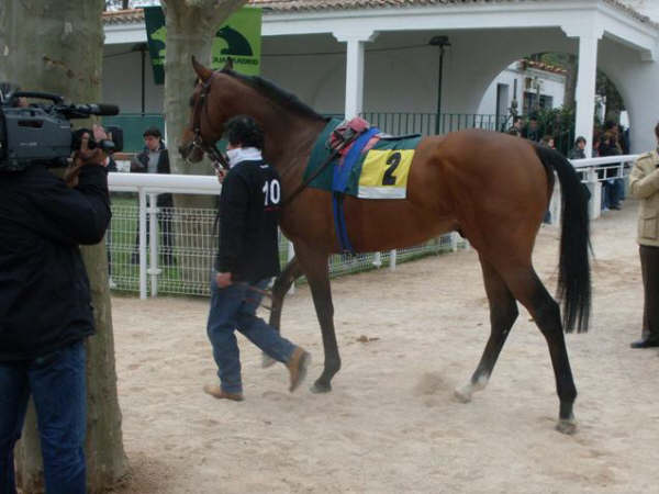 Silverside en el paddock antes de la carrera Foto: Shergar