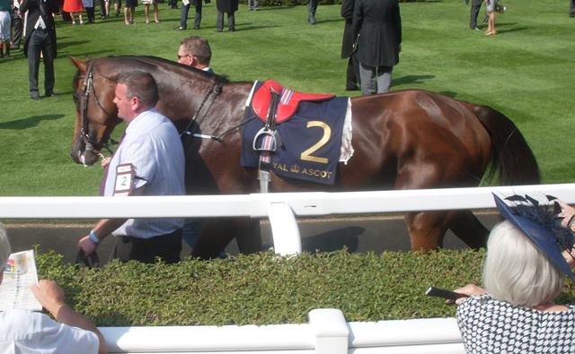 Highland Reel ganador del Prince of Wales’s 2017. Foto: Pedro Mercado Highland Reel. Foto: