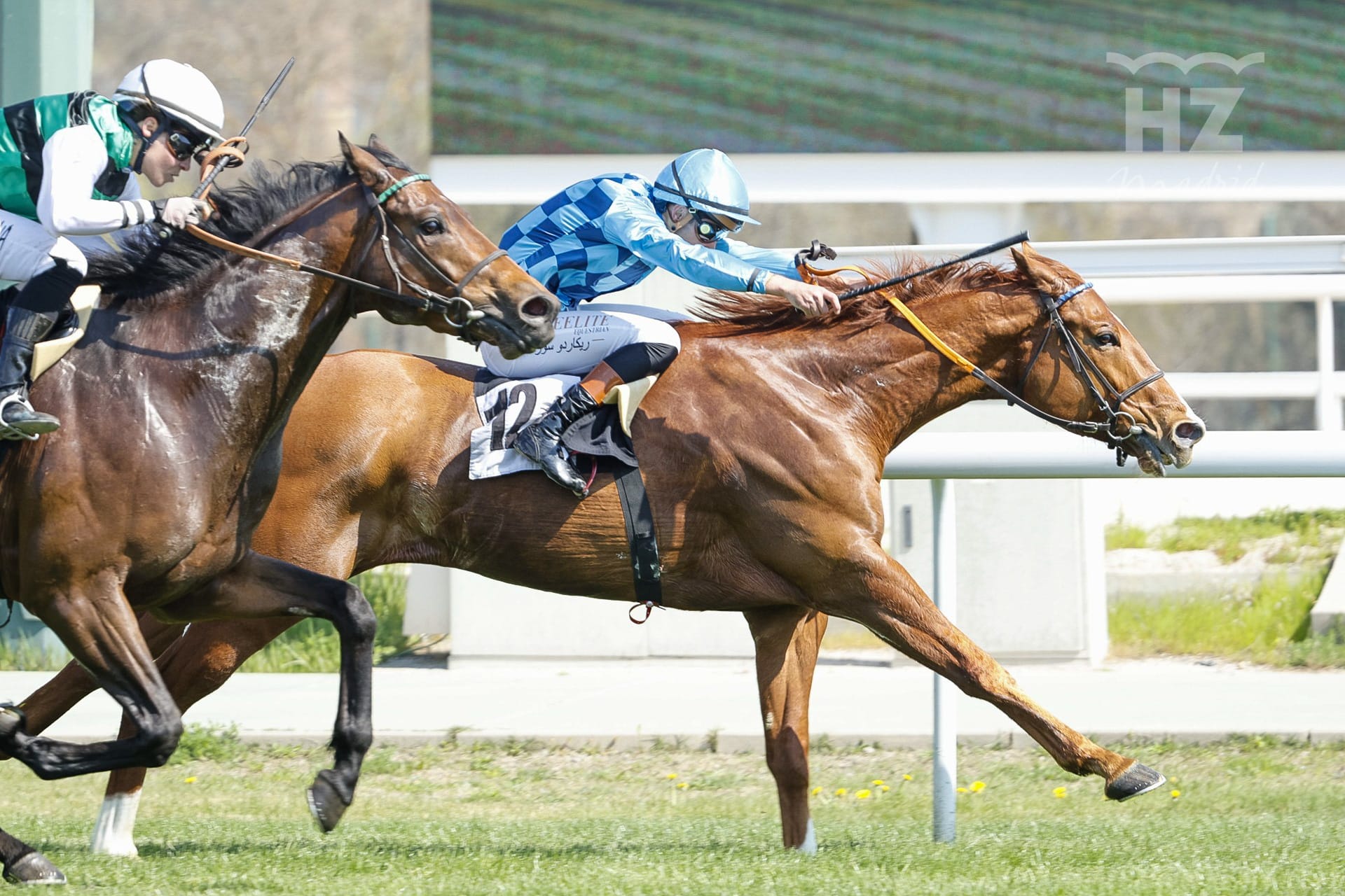 KILDARE LEGEND. Foto: 