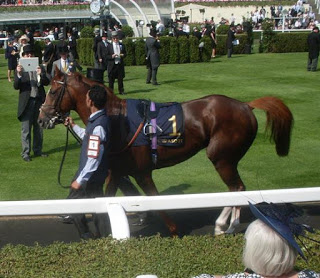 Decorated Knight. Foto: Pedro Mercado Decorated Knight. Foto: