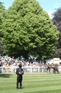 El paddock de Royal Ascot, chisteras y naturaleza. Foto: Jesús de Miguel