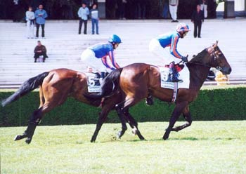 LANDSEER y DELLA FRANCESCA se dirigen a la salida de los 1.600m. Foto: Jesús de Miguel