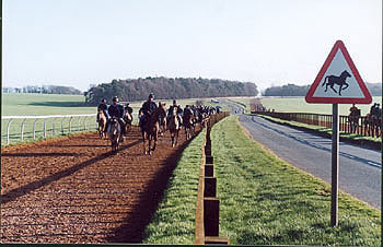 Lote de Ed Dunlop, Gainsborough Stud. Foto: Jesús de Miguel