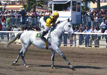 Persian Ruler. Foto: EquipoZoom