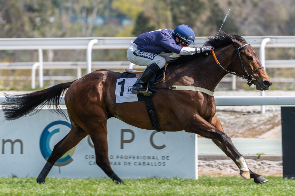 Great Prospector (M.E.Fernández) se impone en el Habitancum. Foto: HZ Great. Foto: