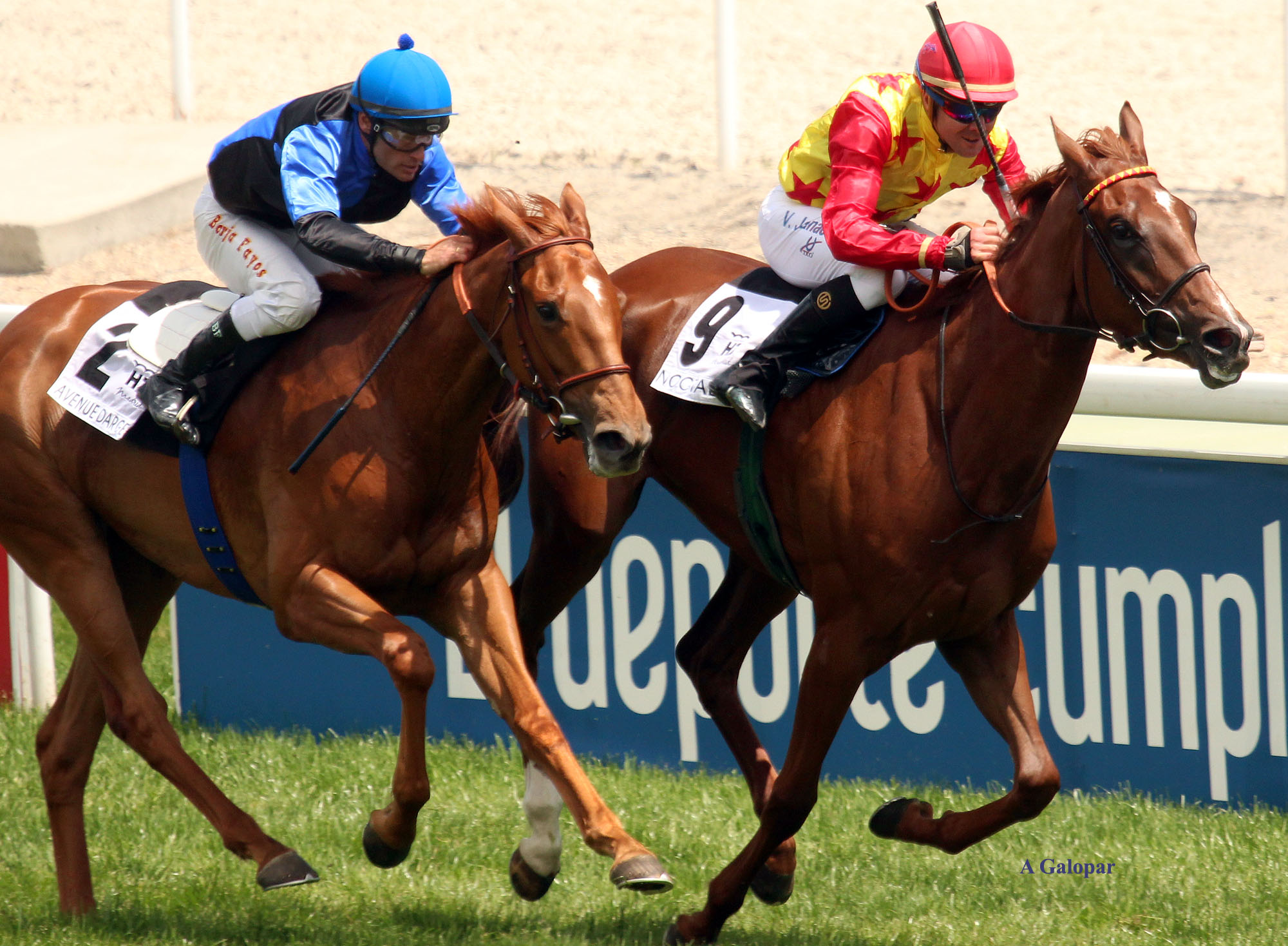 Galileo Gold. Foto: 