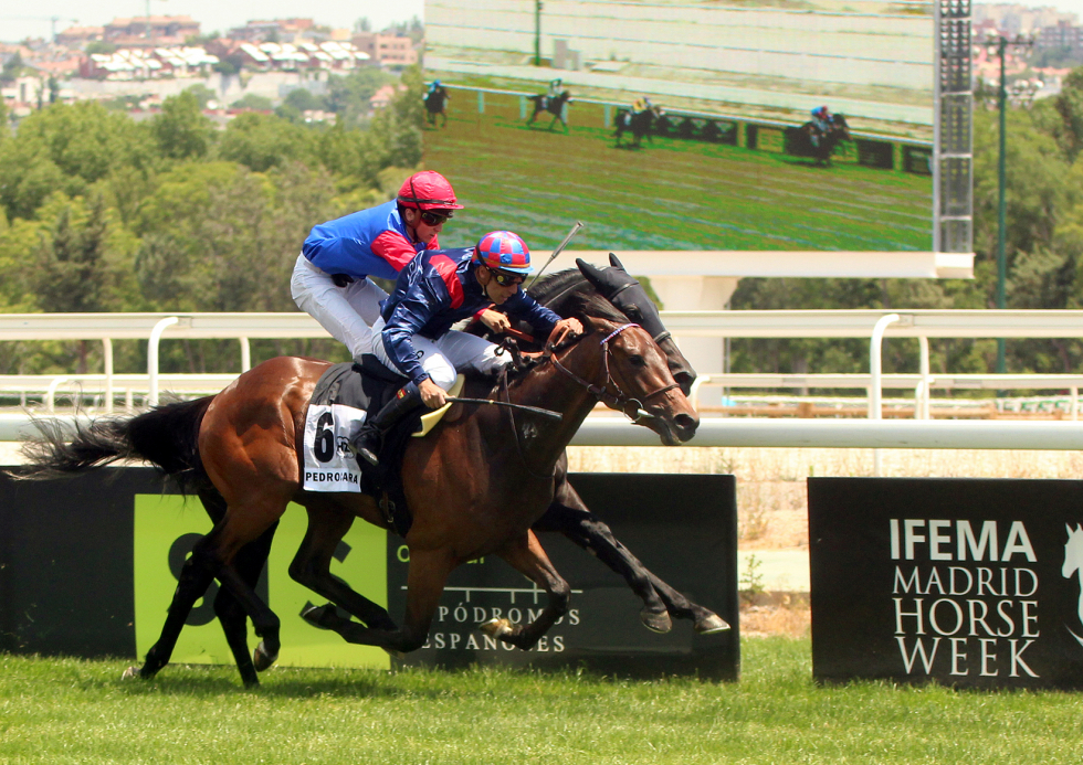 Axioco (J.Gelabert) ganador del Villapadierna por distanciamiento. Foto: A Galopar Virka. Foto: