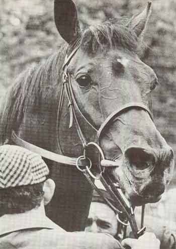 BRIGADIER GERARD, tras ganar en su 13 victoria consecutiva en el Prince of Wales