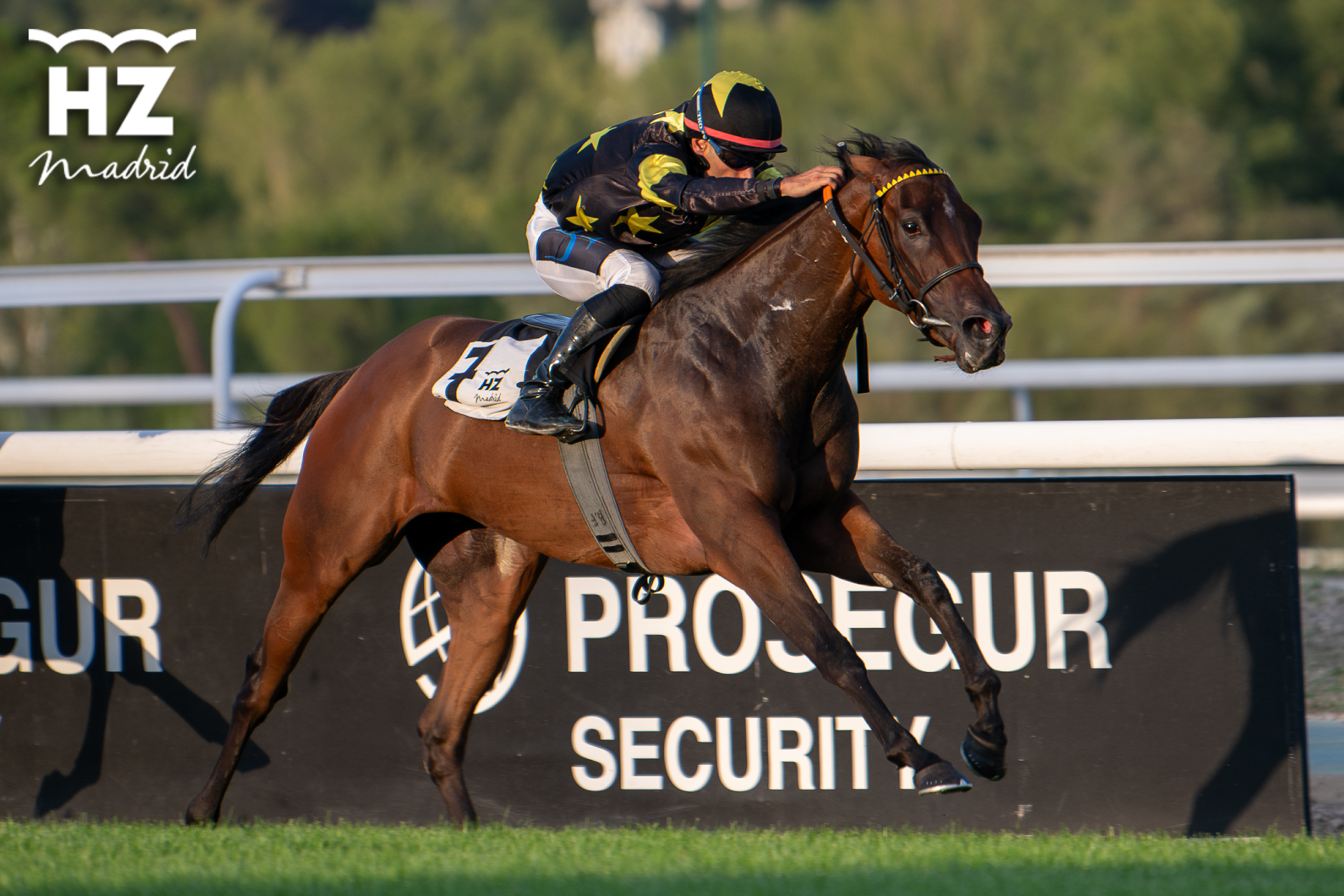 Sophie's Watch (B.Fayos), superior a sus rivales en el premio Abraham García. Foto: HZ EL CANEY. Foto:
