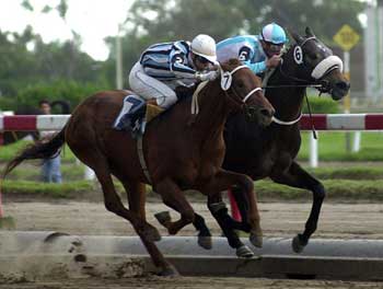 EL CHARLATAN, por el lado exterior, cabeza a cabeza con Don Inca (junto a las tablas) en la definición del Gran Premio Provincia de Buenos Aires.