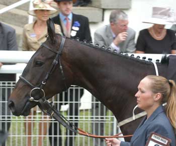 En el paddock, ATTRACTION elegante como una Lady. Foto: Fernando Melchor