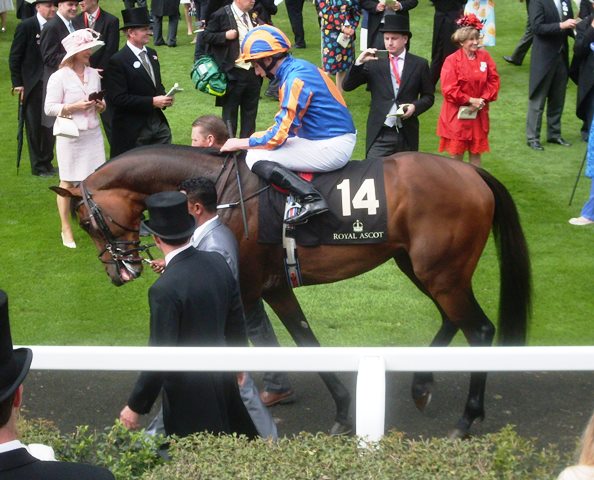 Order of St George (R.Moore) gana la Gold Cup. Foto: Pedro Mercado Order of St George. Foto: