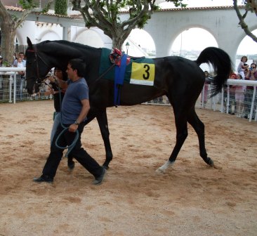 Faramir en el paddock Foto: Shergar