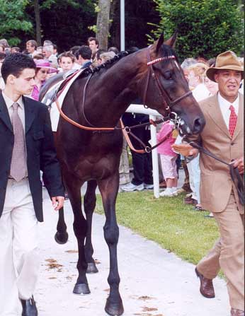 CALIFET entra en el paddock de Chantilly. Foto de Jesús de Miguel