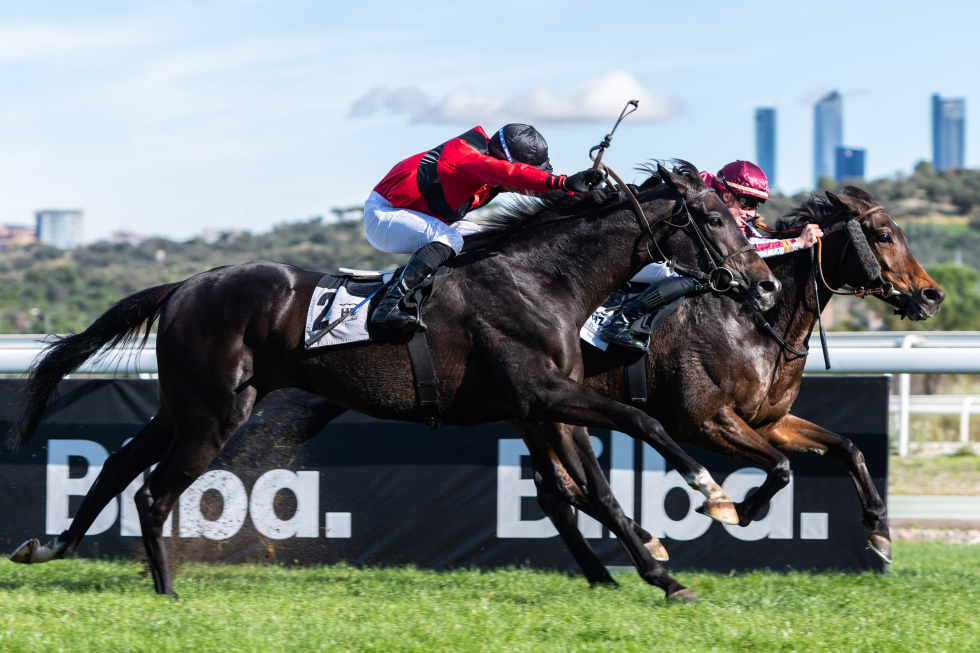 El Caney (B.Fayos) supera a Finely Tuned (G.Trolley) en los metros finales del Gladiateur. Foto: HZ EL CANEY. Foto: