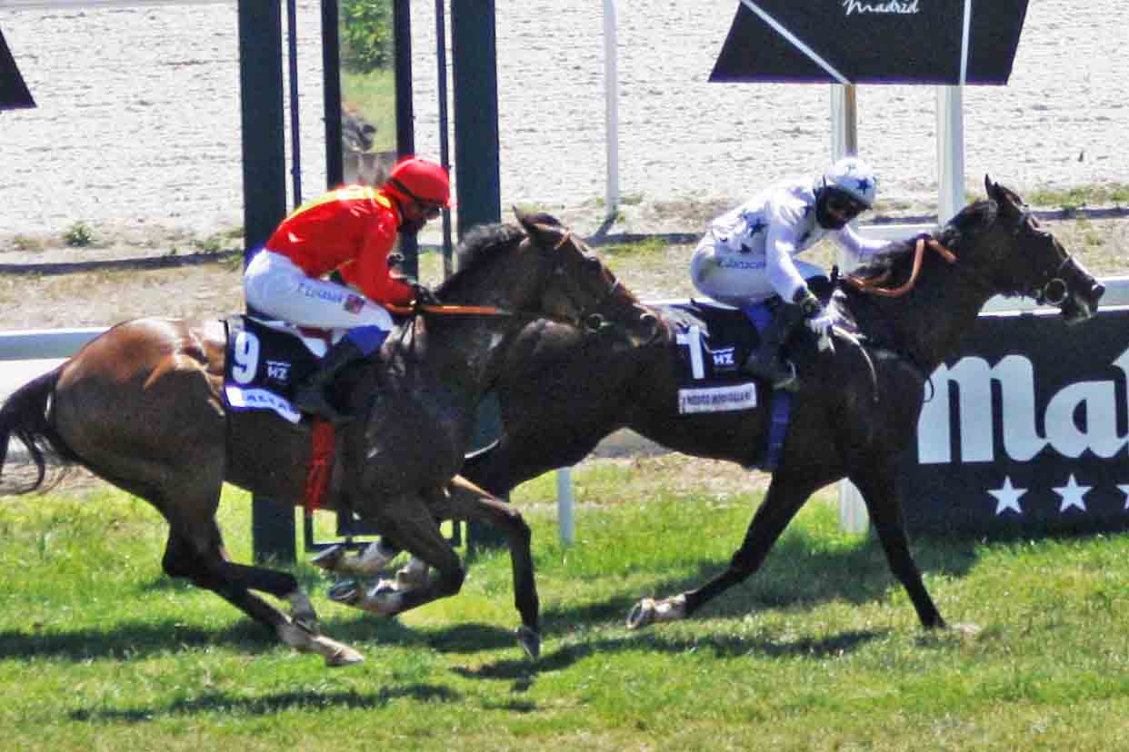 AMEDEO MODIGLIANI V.Janacek), se estrena en España con victoria en el Carudel. Foto: Jesús de Miguel Amedeo. Foto: