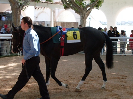 Rayo Negro. Foto: Shergar