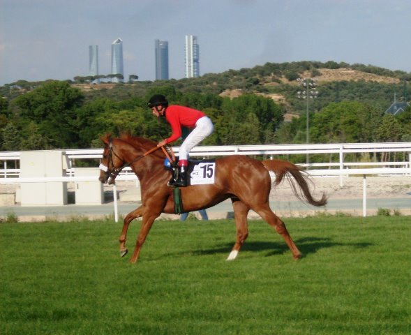 Flanders Flame (R.Sousa). Foto: Pedro Mercado Flanders Flame. Foto: